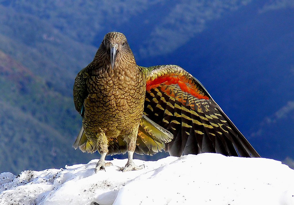 kea oiseau perroquet nouvelle zélande