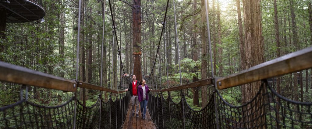 redwood forest rotorua