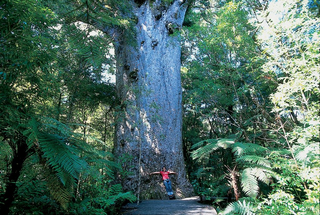 foêt kauri nouvelle-zélande