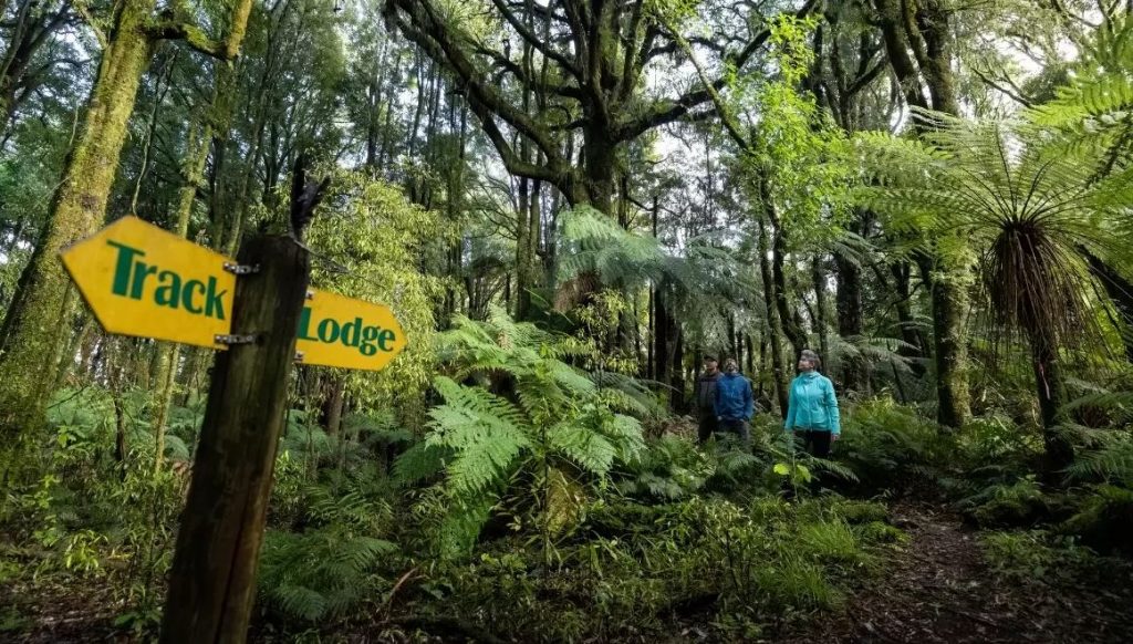 Pureora forest timber trail vtt balade velo