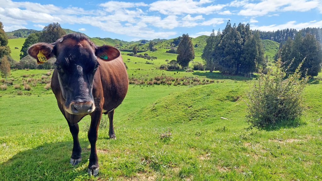 forgotten Highway whangamomona taranaki balade