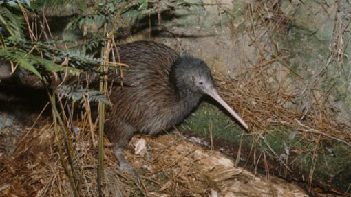 kiwi wellington 