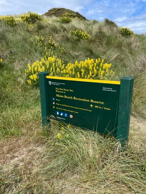 Allans Beach reserve