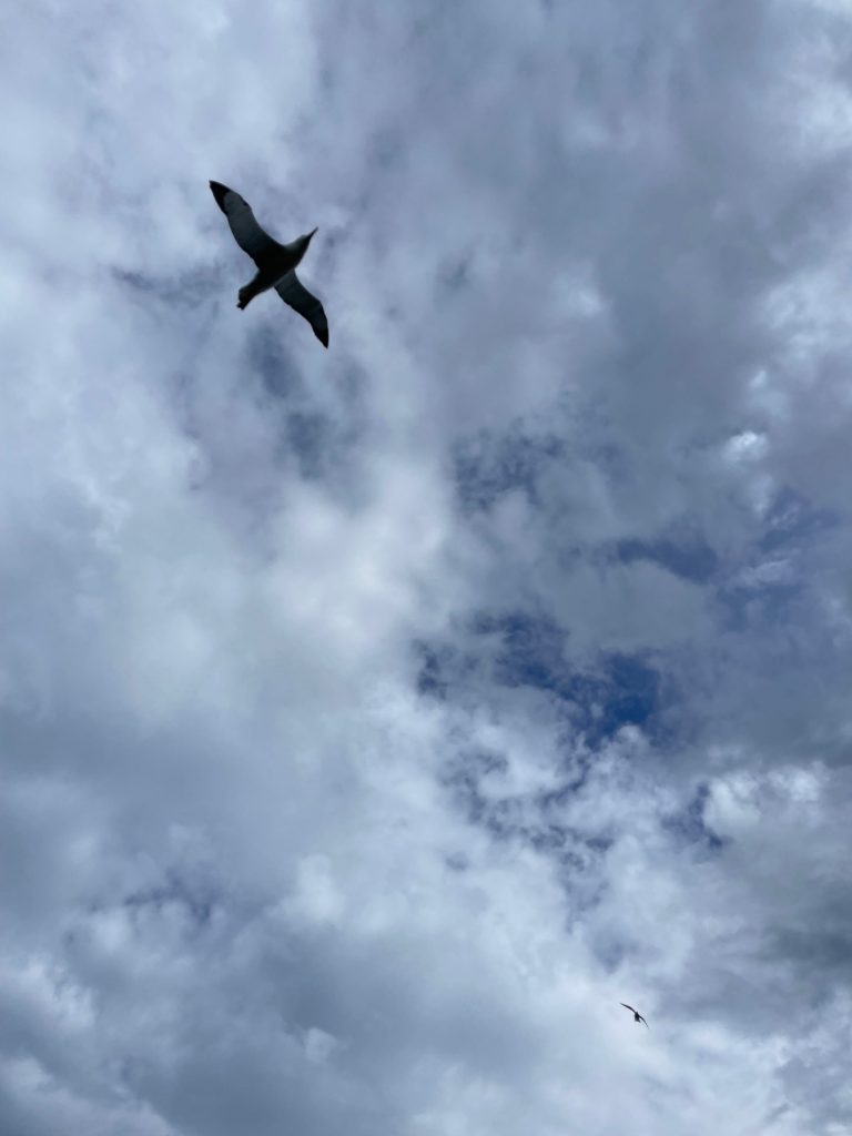 Albatros