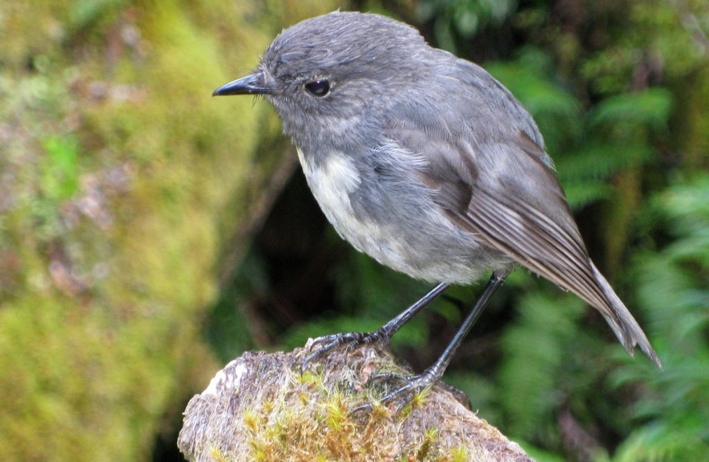 robin