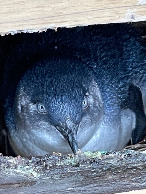 Manchots pygméé Blue Penguin