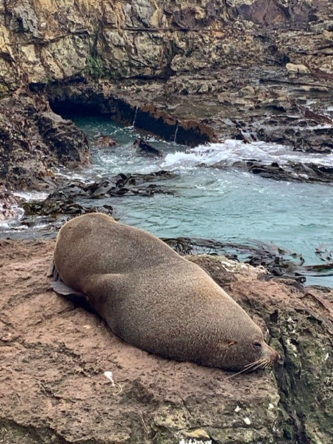 Otaries otago peninsula