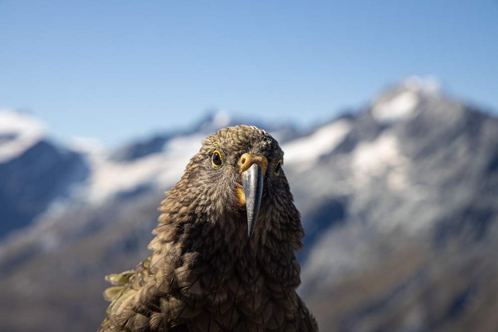 laurent boiveau Te araroa randonnee livre nouvelle zelande tongagiro alpine crossing kea