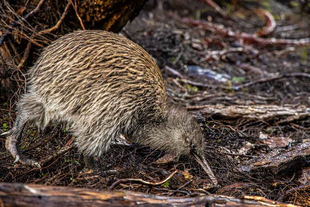 laurent boiveau Te araroa randonnee livre nouvelle zelande tongagiro alpine crossing kiwi
