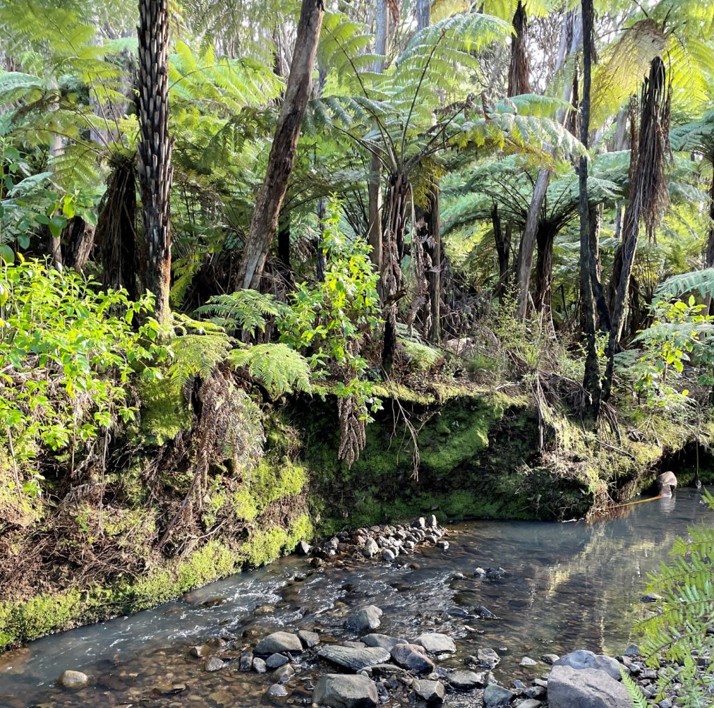 old lady track great barrier island