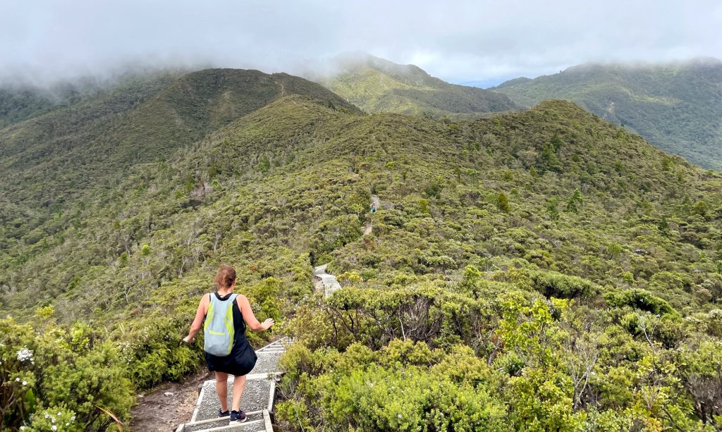 palmer's track great barrier randonnee