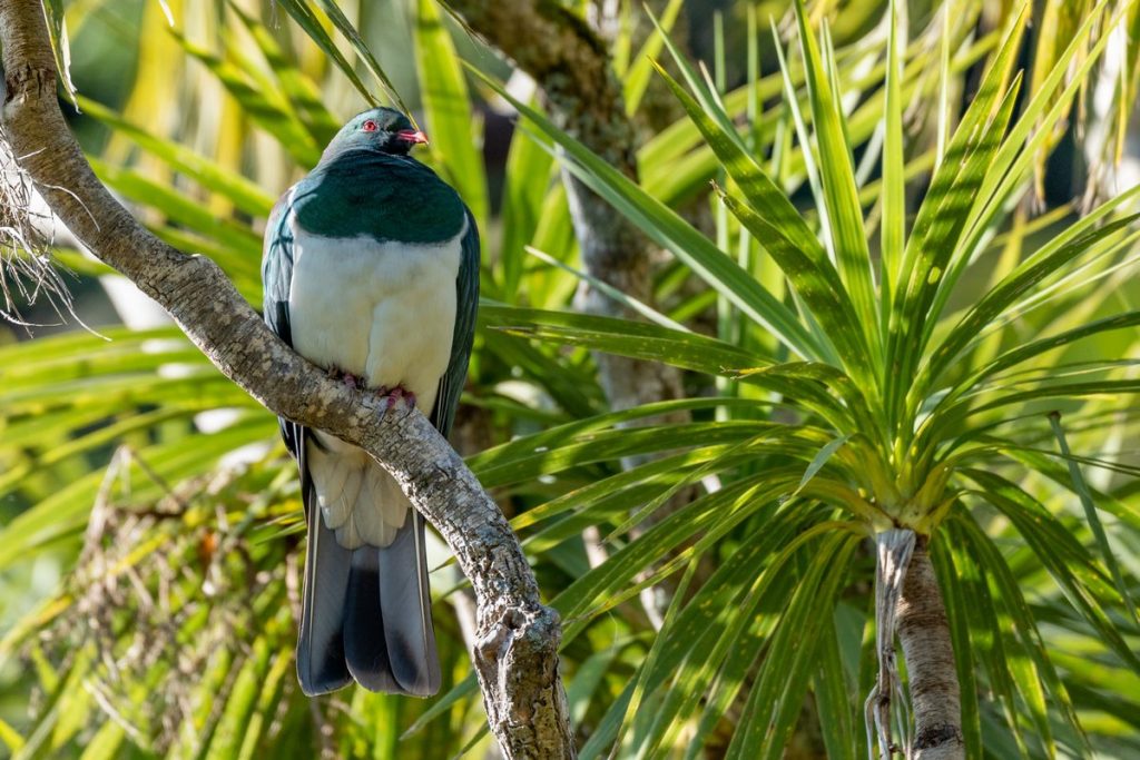Kereru pigeon de nouvelle-zelande