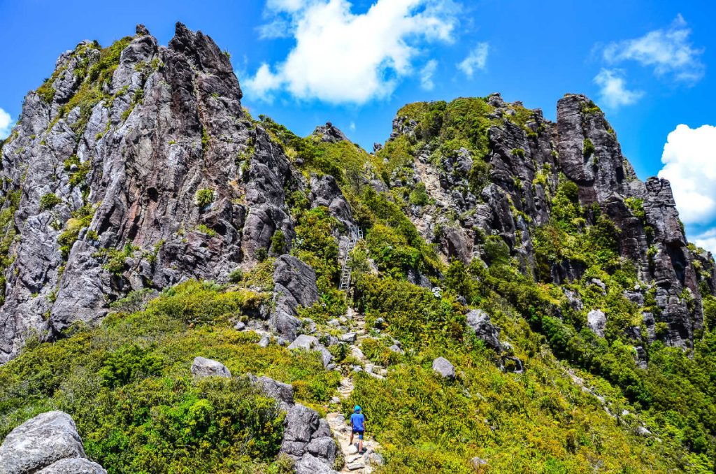 Kauaeranga Kauri Trail The pinnacles randonnee Coromandel