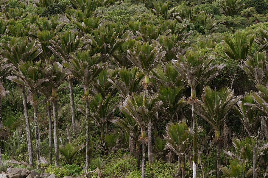 Forêt de Nikau Paparoa National Park