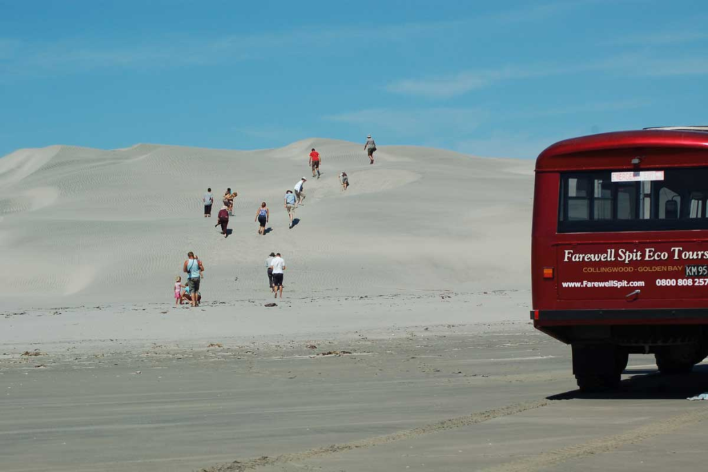farewell spit tour guide oiseaux nouvelle-zelande dune de sable