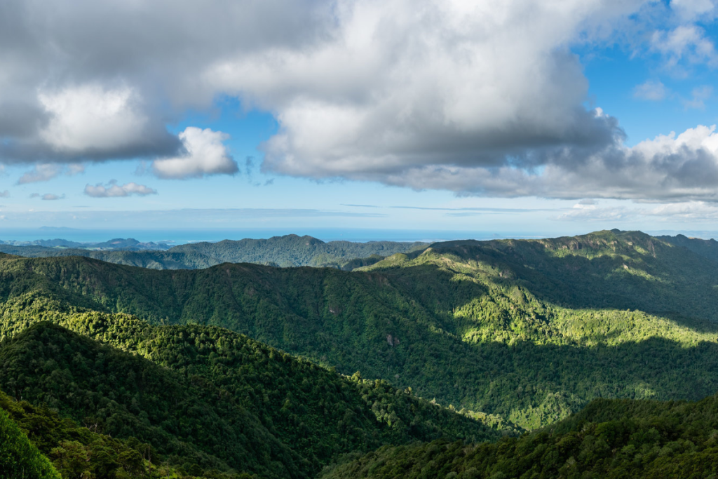 kaimai forest vue panoramique