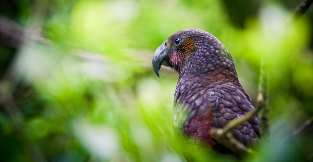 Kaka oiseau à Zealandia Wellington