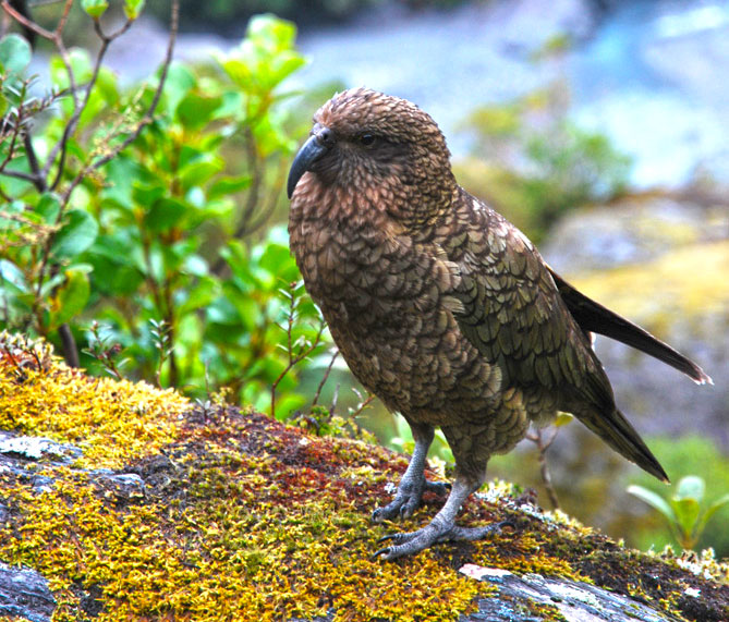 Kea sur Milford Track