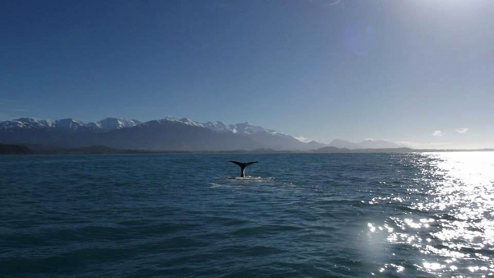 Sortie baleine Kaikoura