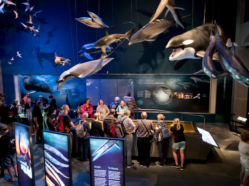 Exposition à Te Papa