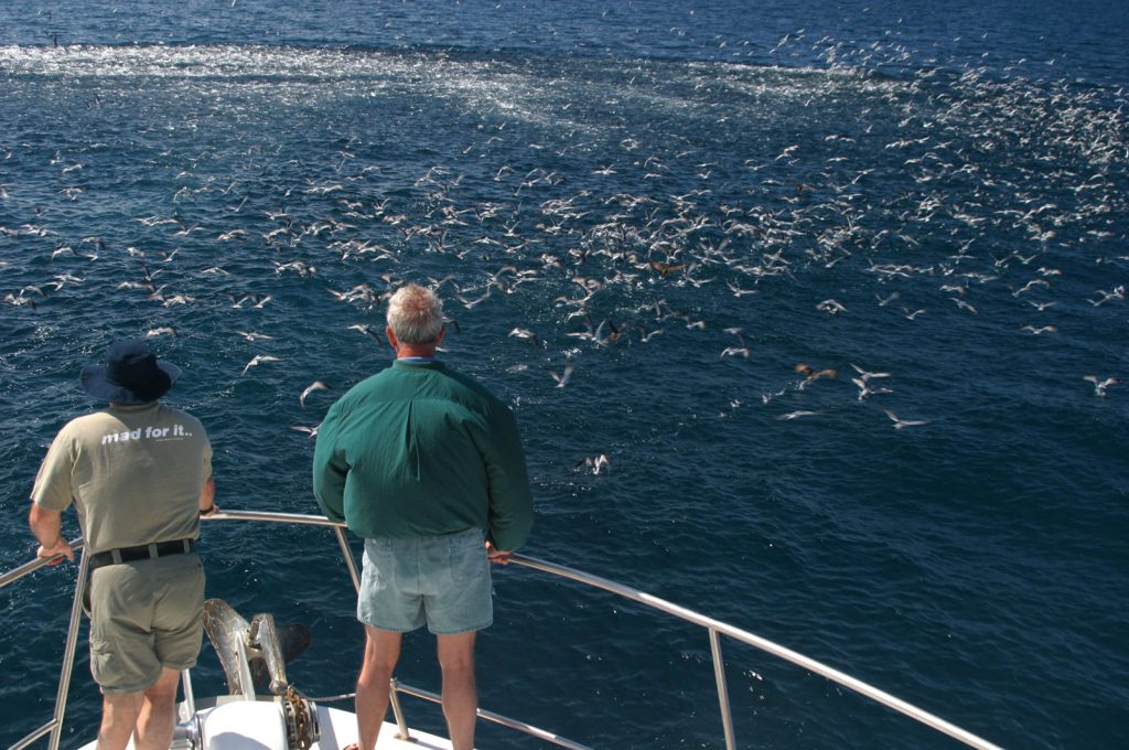 Oiseaux et bancs de poissons croisière Tutukaka