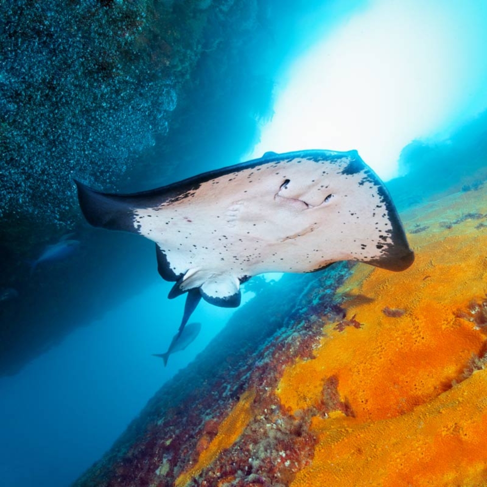 Raie à Poor Knights Islands ©Dive Tutukaka