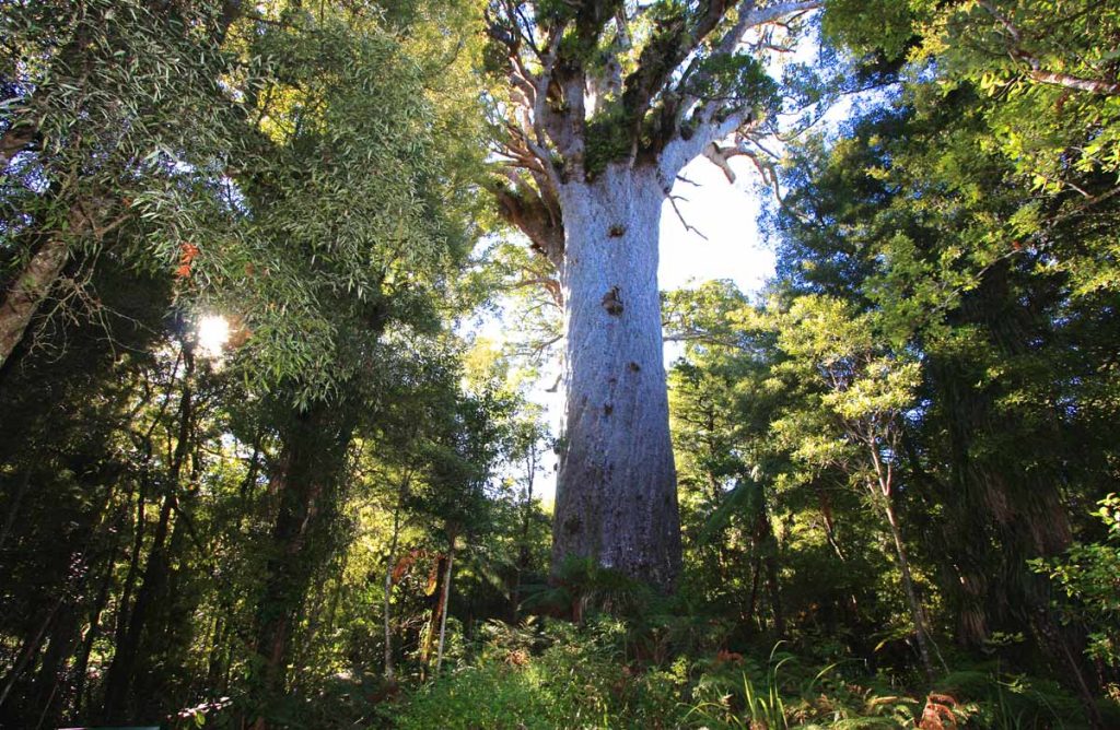Balade aux Kauri Tane Mahuta ©Department of Conservation