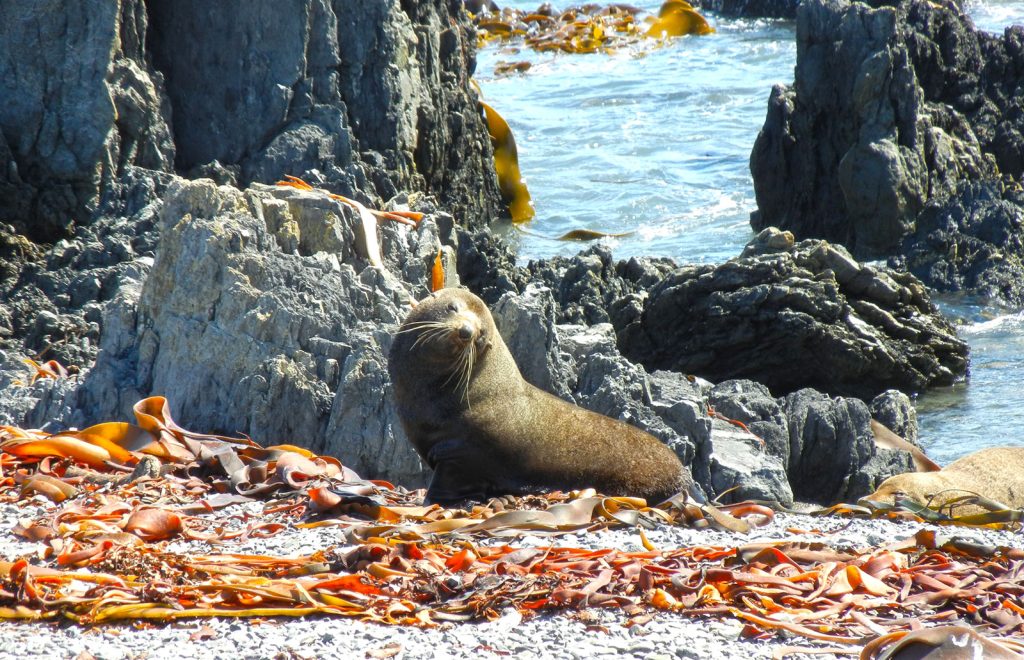 Kaikoura Peninsula balade NZ