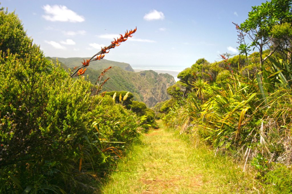 Balade dans les waitakere 