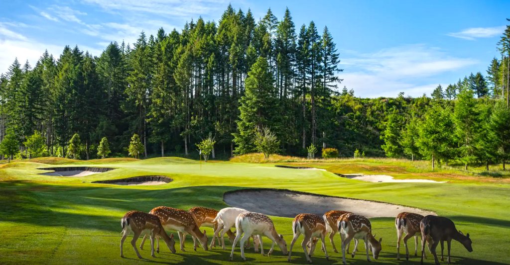 Golf de Wairakei Taupo