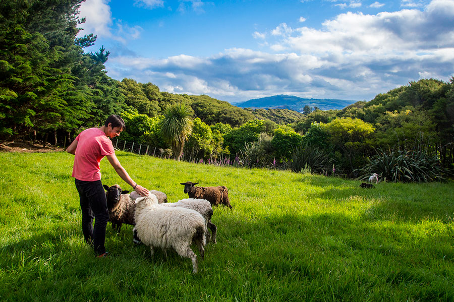 WWoofing et HelpX en Nouvelle-Zélande