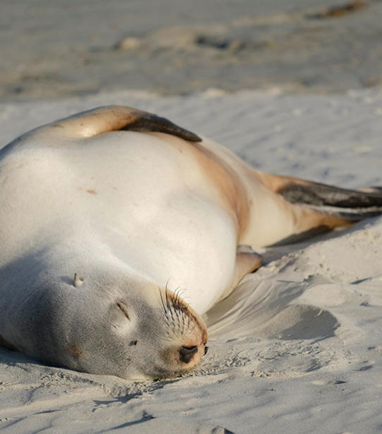 Elephant de mer par Alexandra et Yves Guillot