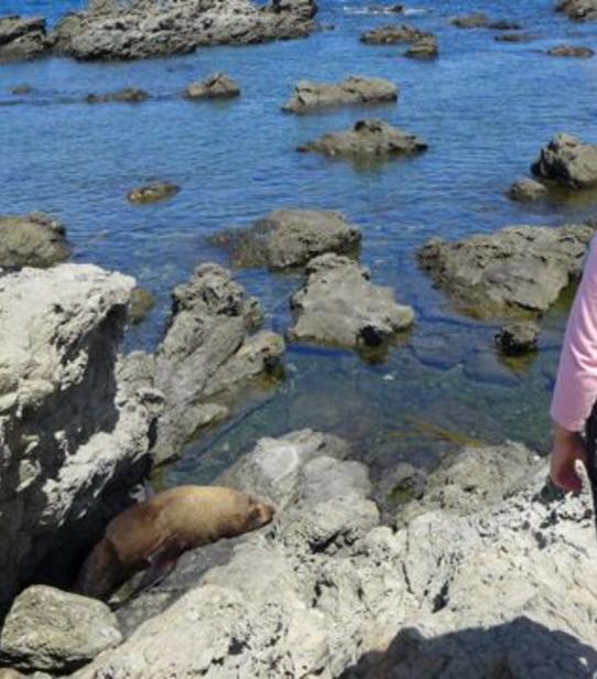 Juliette et Guillaume découvrent la faune locale à Dunedin