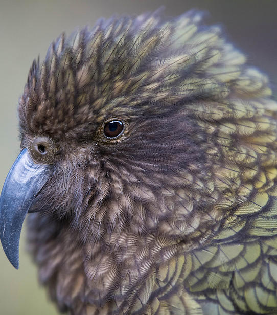 Le Nestor Kea par Hervé Conrath