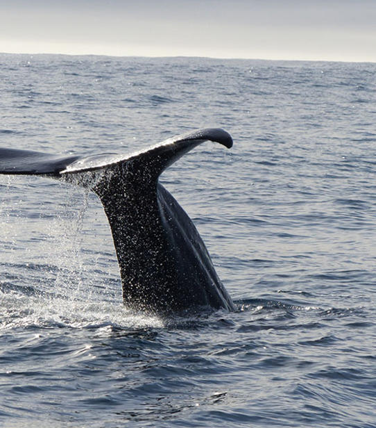 Photo de Elodie et Fabien à Kaikoura