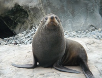 Catlins otaries Catlins otaries