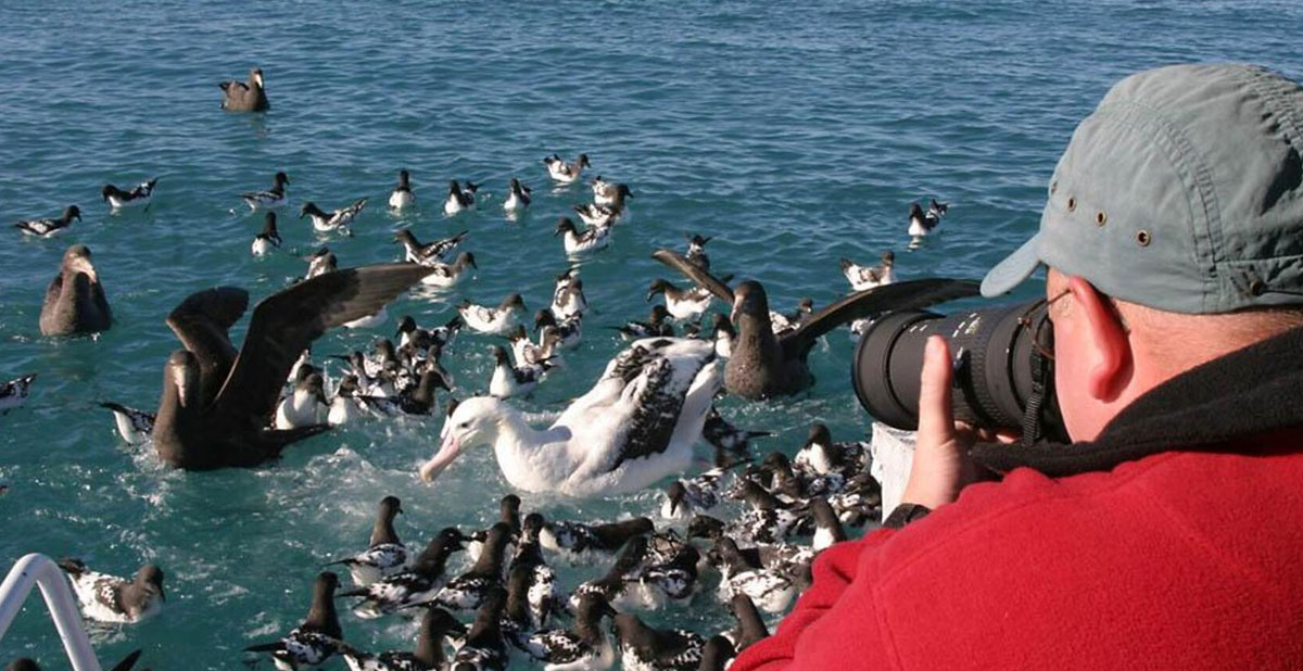 activite-albatros-encounter