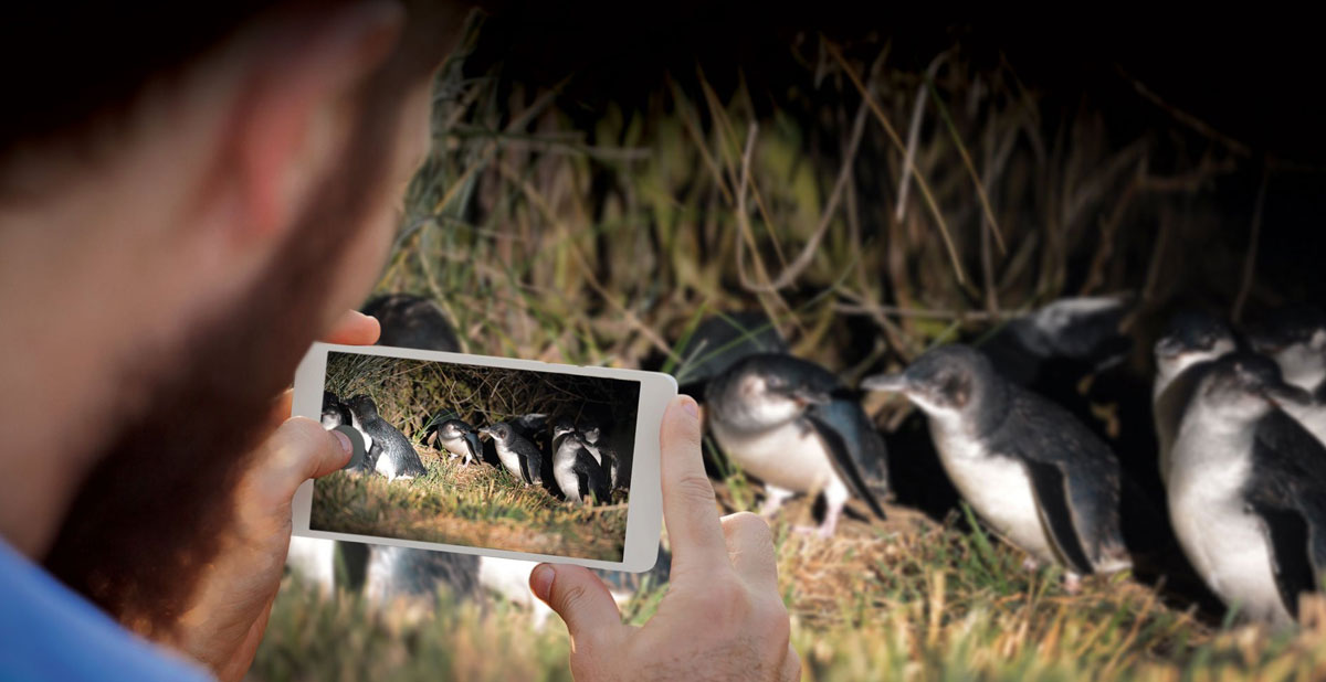 activite-blue-penguin-pukekura