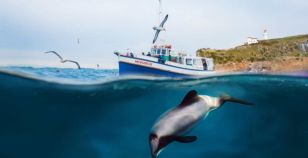 activite-croisiere-faune-dunedin