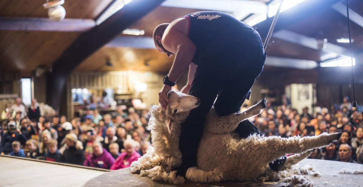 activite-ferme-agrodome-rotorua