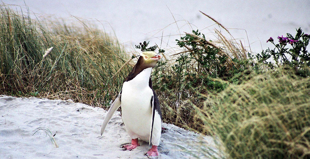 activite-manchots-nature-wonders