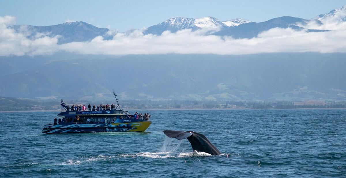 activite-whale-watch