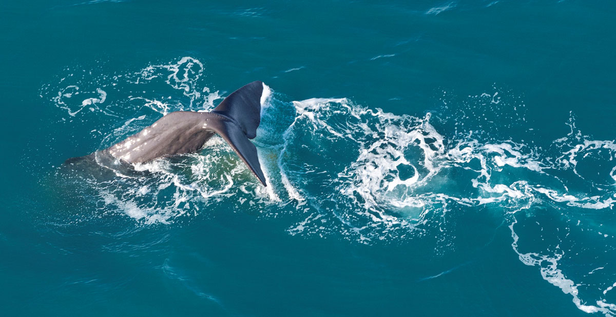 activite-wings-over-whales