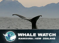 activite_baleines activite_baleines