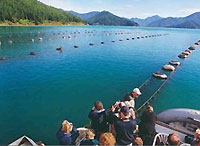 activite_greenmussels activite_greenmussels