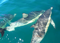 activite_kaikouraDauphins activite_kaikouraDauphins