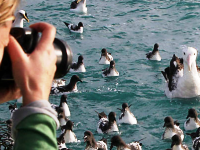 Croisière albatross Kaikoura Croisière albatross Kaikoura