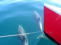 Dauphins Bay of Islands Dauphins Bay of Islands
