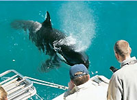 Dolphin Safaris auckland Dolphin Safaris auckland