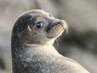Wellington seal coast safari Wellington seal coast safari